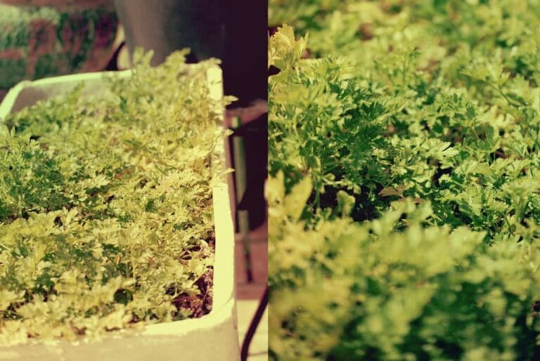 Cómo plantar perejil correctamente ¿Te gustan las hierbas aromáticas? Cómo plantar perejil correctamente ¿Te gustan las hierbas aromáticas?