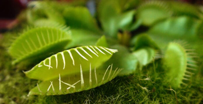 Plantas carnivoras