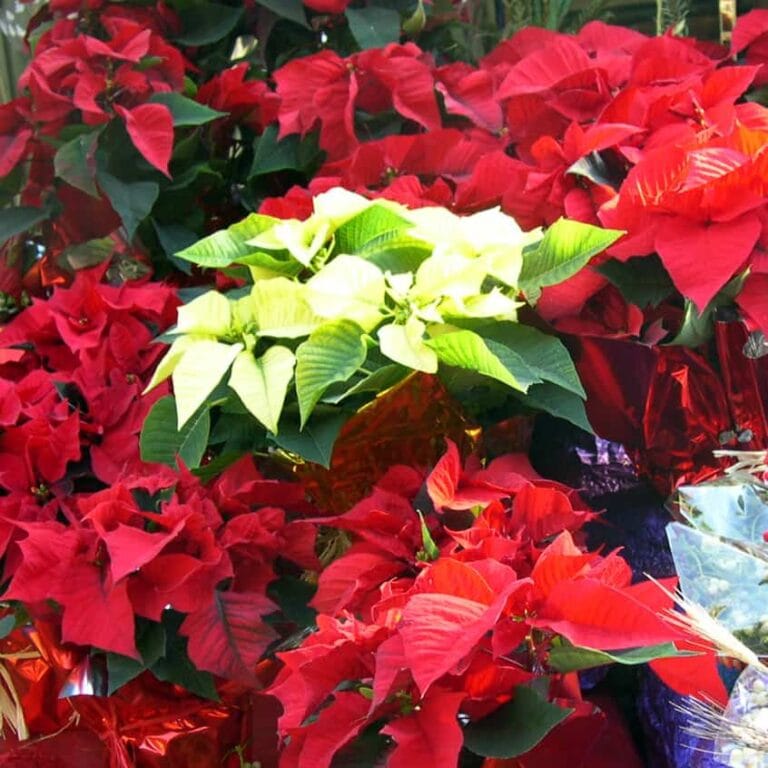 5 Plantas para regalar en Navidad ¡Busca las más adecuadas! 5 Plantas para regalar en Navidad ¡Busca las más adecuadas!