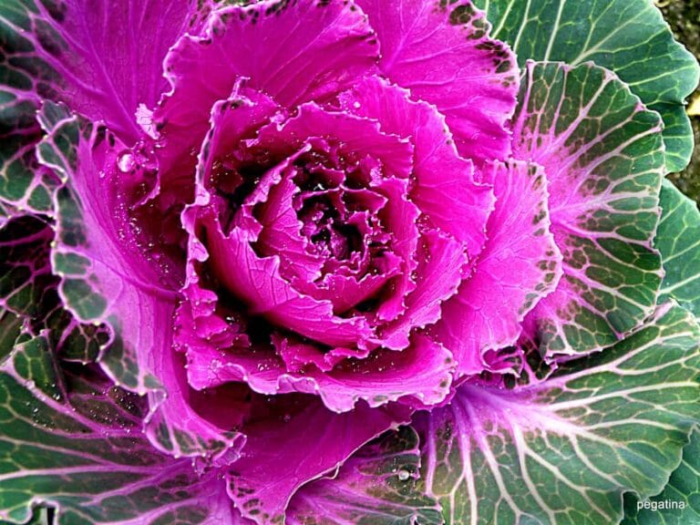 7 plantas resistentes al frío ¡Embellecer el jardín! 7 plantas resistentes al frío ¡Embellecer el jardín!