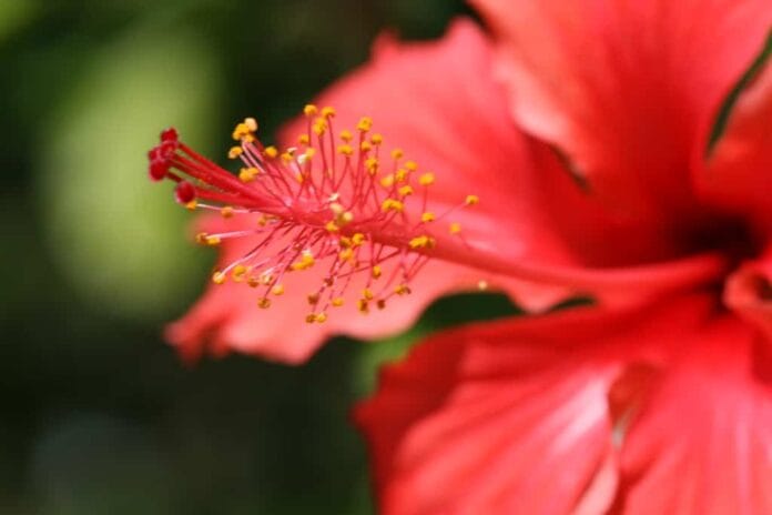plantas rojas hibisco