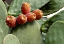 Reproducción del cactus, como realizarla con semillas de forma exitosa Reproducción del cactus