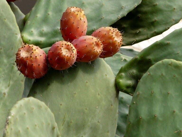 Reproducción del cactus, como realizarla con semillas de forma exitosa Reproducción del cactus, como realizarla con semillas de forma exitosa