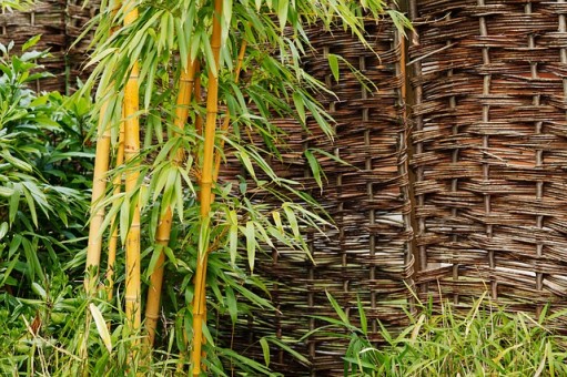 Cuidados del bambú