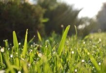 Cuidar césped sin gastar tanto: ¿cómo es posible?