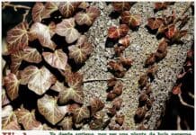 Tipos de hiedra para decorar tu entorno Hiedra