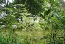 Plantas acuáticas imperdibles: cinco ideas para tu jardín