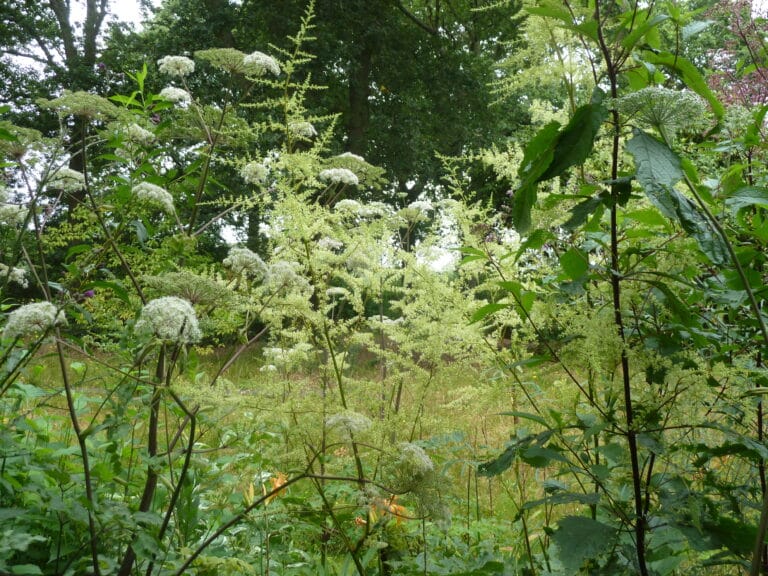 Plantas acuáticas imperdibles: cinco ideas para tu jardín Plantas acuáticas imperdibles: cinco ideas para tu jardín