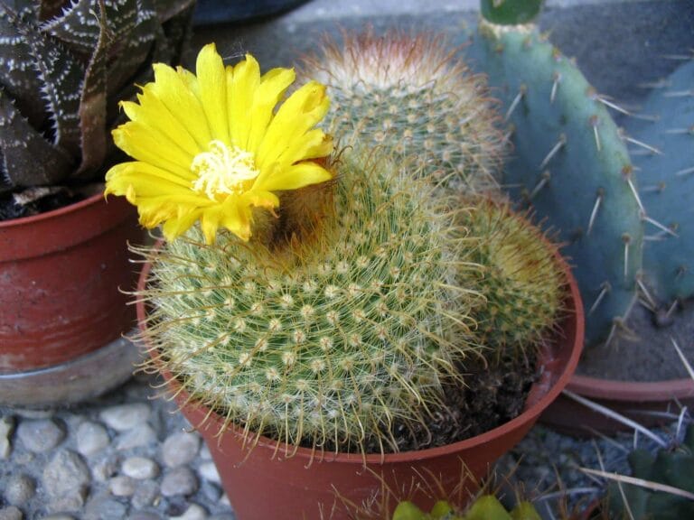 Plantas en el escritorio: por qué son buenas y cuáles elegir Plantas en el escritorio: por qué son buenas y cuáles elegir