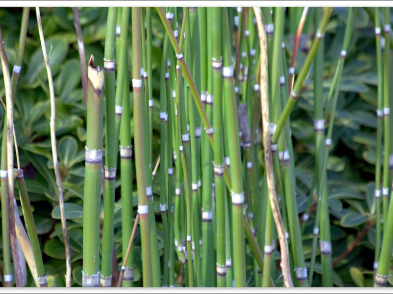 Cañas de bambú