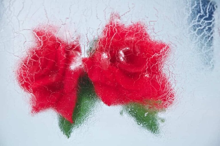 Cómo hacer cubitos de hielo con flores ¡Decora las bebidas! Cómo hacer cubitos de hielo con flores ¡Decora las bebidas!