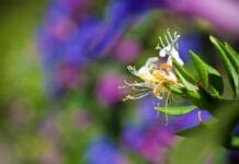 Cómo cultivar madreselva ¡Enredaderas preciosas! madreselva