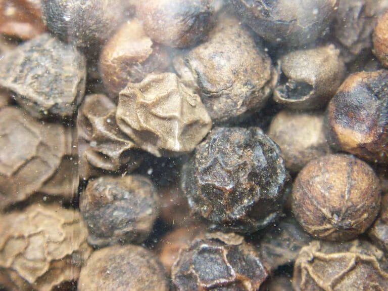 Cómo cultivar pimienta negra ¡Una especie deliciosa! Cómo cultivar pimienta negra ¡Una especie deliciosa!