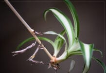 Hiedra araña de interior ¡Consejos para reanimarla! hiedra araña