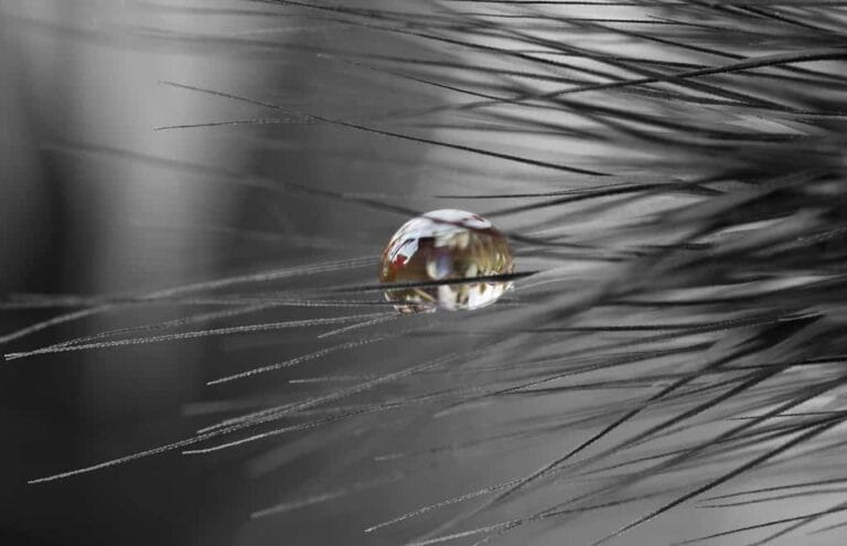 Consejos para la instalación de un sistema de riego por goteo (Parte II)