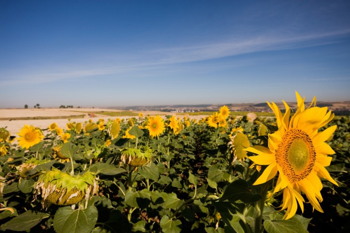 Pipas De Girasol ¡propiedades Y Beneficios