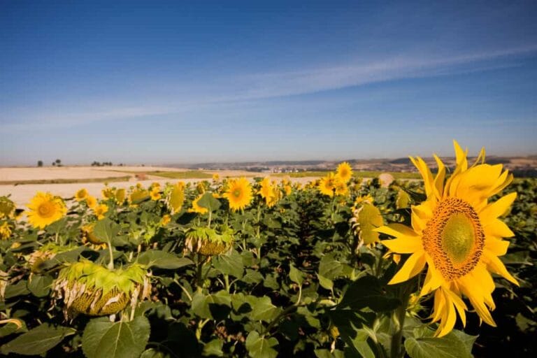 Pipas de Girasol ¡Propiedades y beneficios! Pipas de Girasol ¡Propiedades y beneficios!
