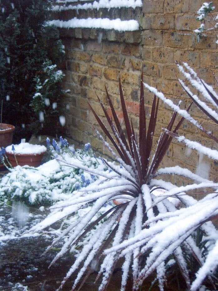 plantas para invierno jardin nevado