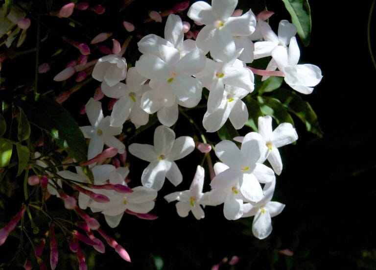 5 Plantas que florecen en invierno