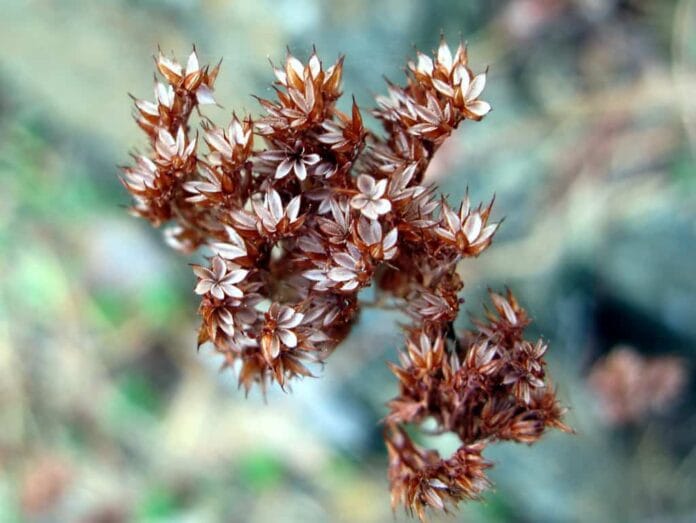 Secado de flores para arreglos Secado de flores
