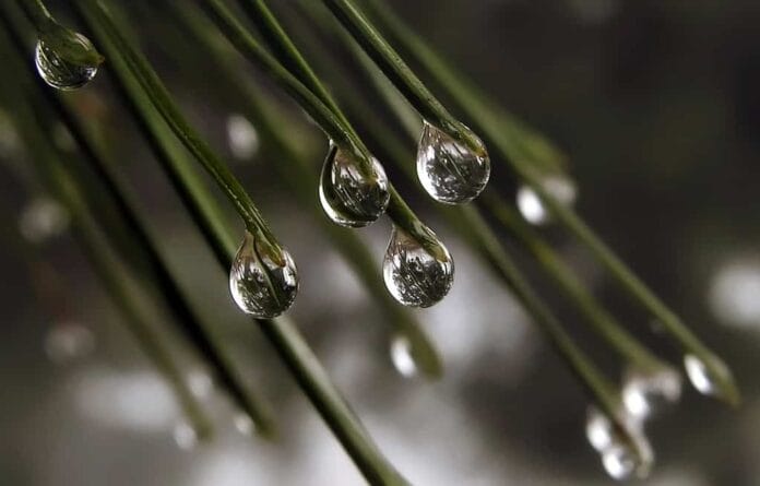 Consejos para la instalación de un sistema de riego por goteo Sistema de riego