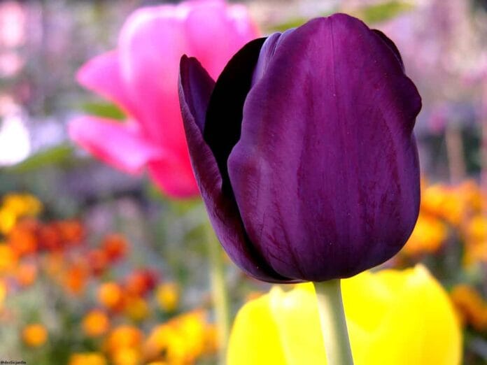 Tener un jardin