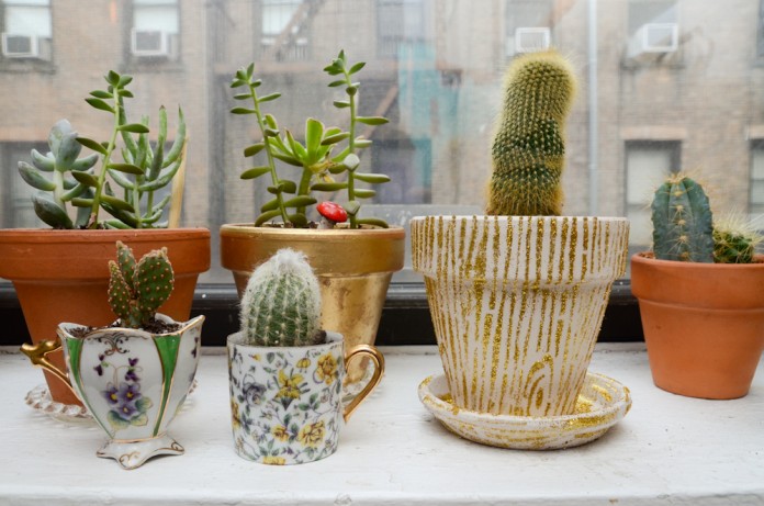 Como Cuidar Un Cactus De Interior Paso A Paso Blog De Jardines