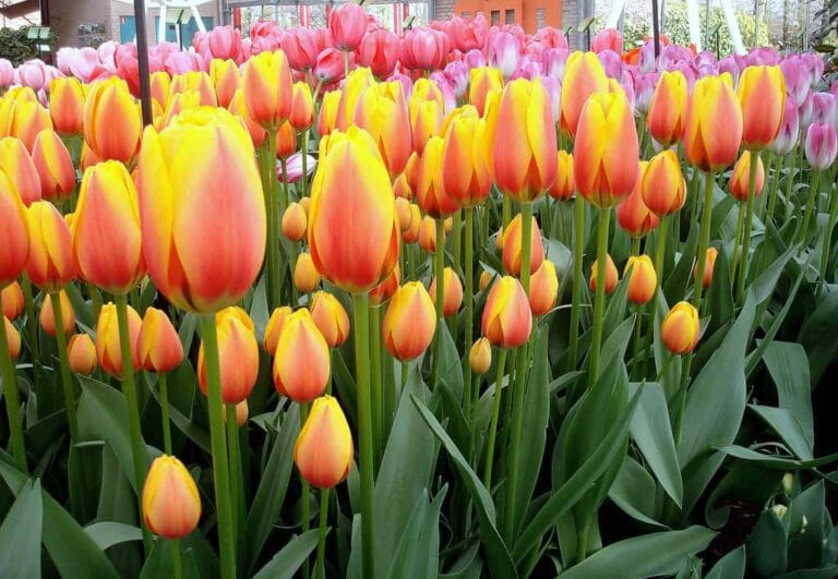 Cuidado básico de los tulipanes