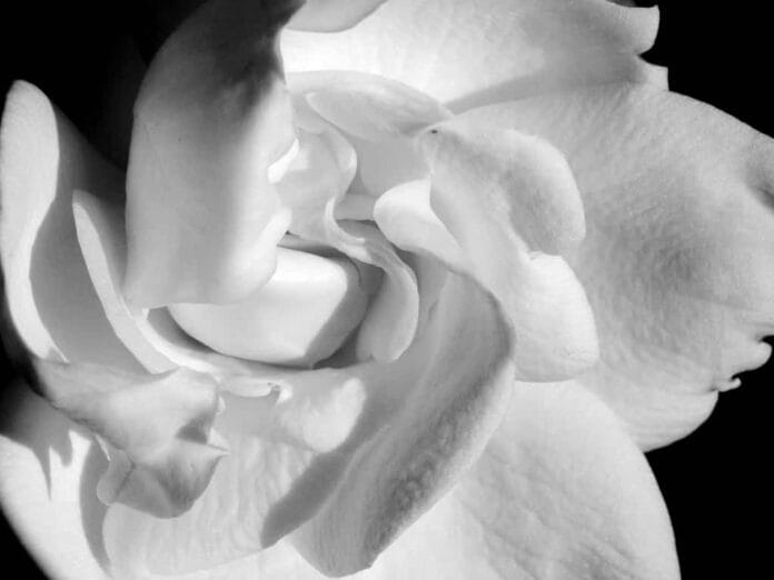 gardenia