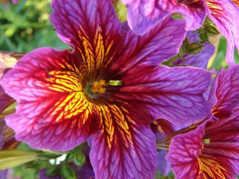 Cuidados de las Petunias ¡Beneficios para la planta! Cuidados de las Petunias ¡Beneficios para la planta!