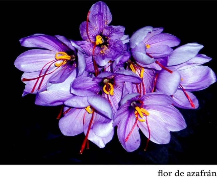 flor azafran