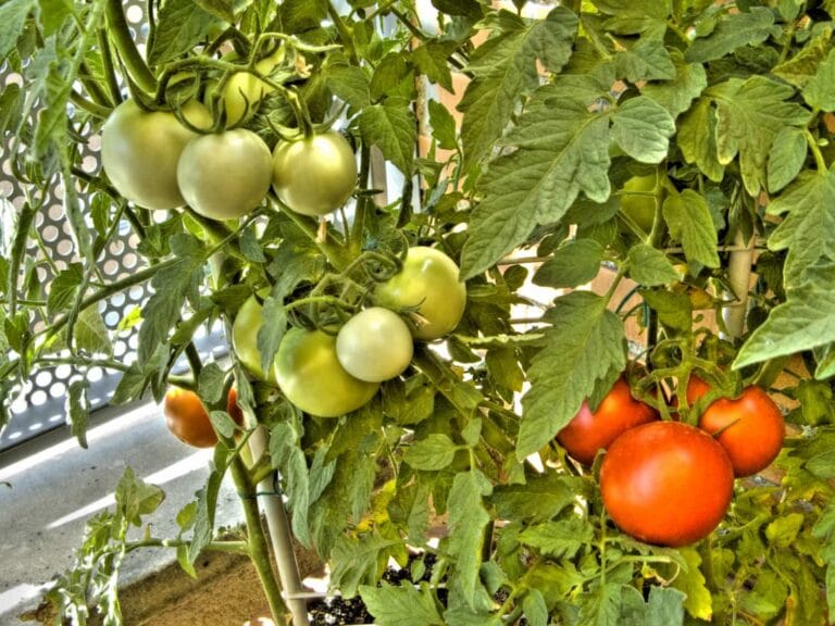 Cómo cultivar tomates en una maceta Cómo cultivar tomates en una maceta