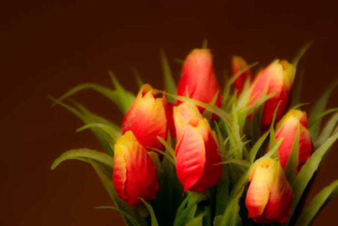 tulipanes