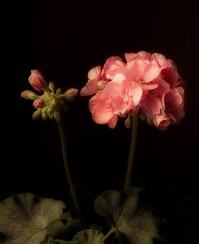 flor