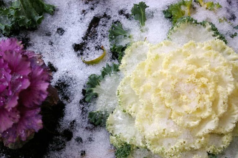 Cómo proteger las macetas de las heladas