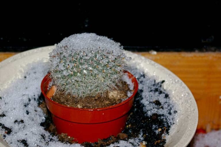 Revivir una planta después de una helada Revivir una planta después de una helada