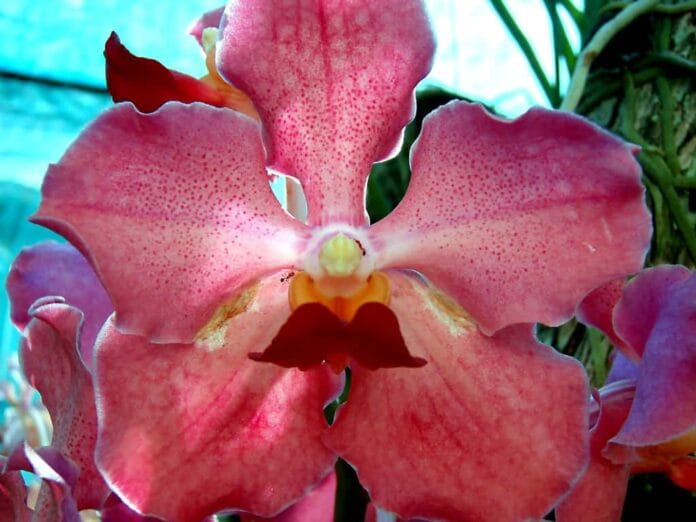 orquidea