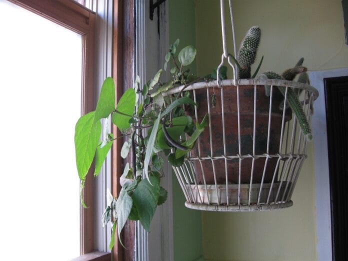 Decorar el baño con plantas 1