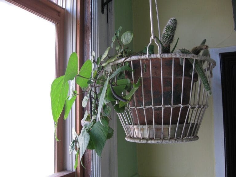 Decorar el baño con plantas: ¿qué especies y dónde las pongo? Decorar el baño con plantas: ¿qué especies y dónde las pongo?