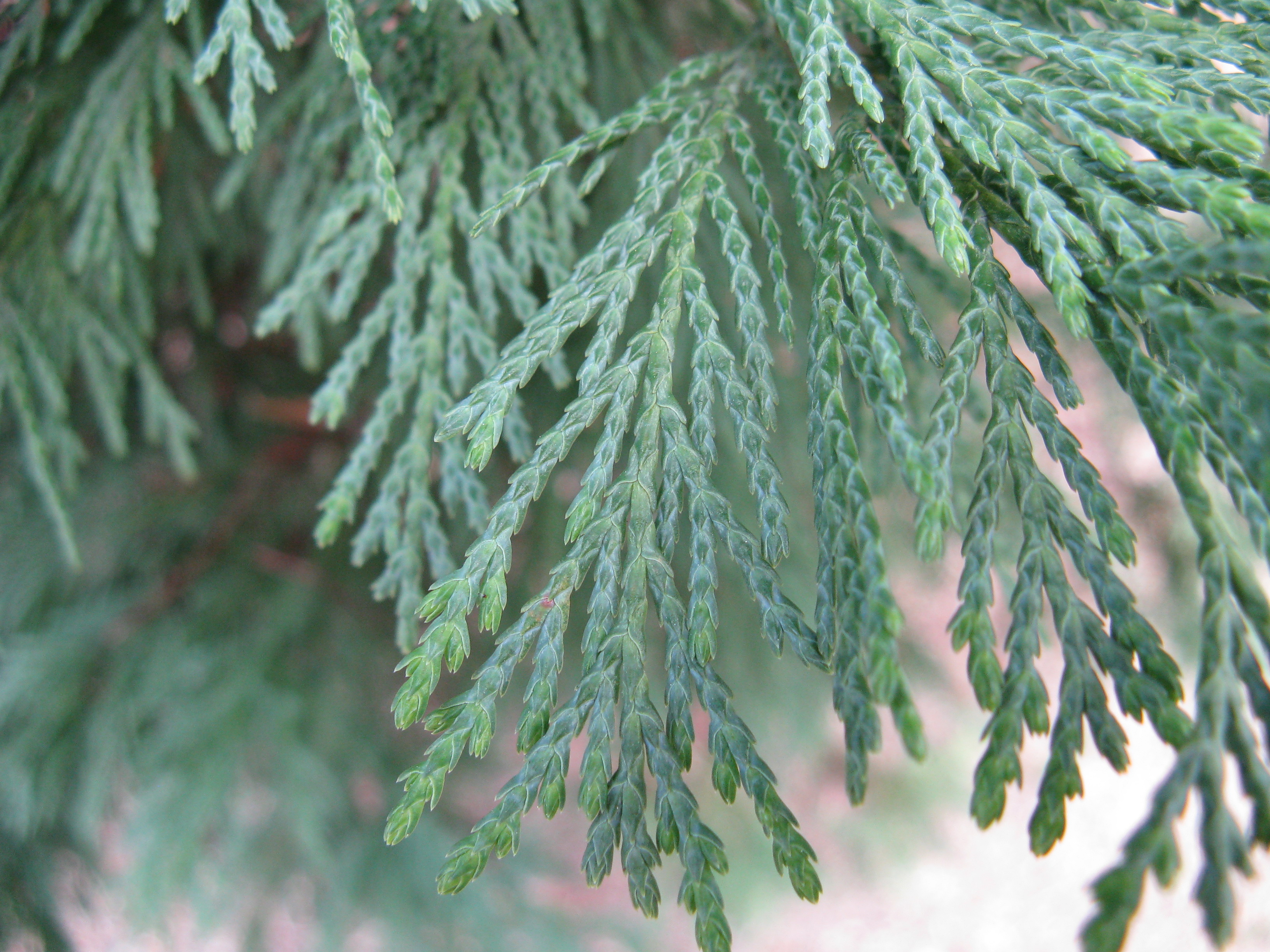 Especies de coníferas que podemos utilizar como setos