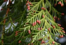 Especies de coníferas que podemos utilizar como setos