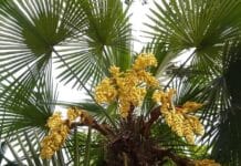 Tipos de palmeras y cómo elegir la más adecuada