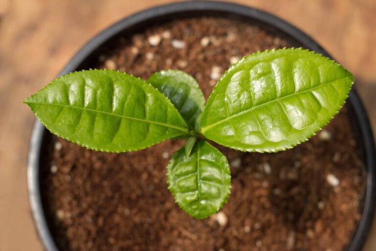 ¿Cómo cultivar té e infusiones en tu jardín? ¿Cómo cultivar té e infusiones en tu jardín?
