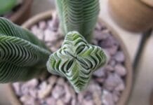 La Crassula Templo de Buda o Kimnachii, una original planta perenne