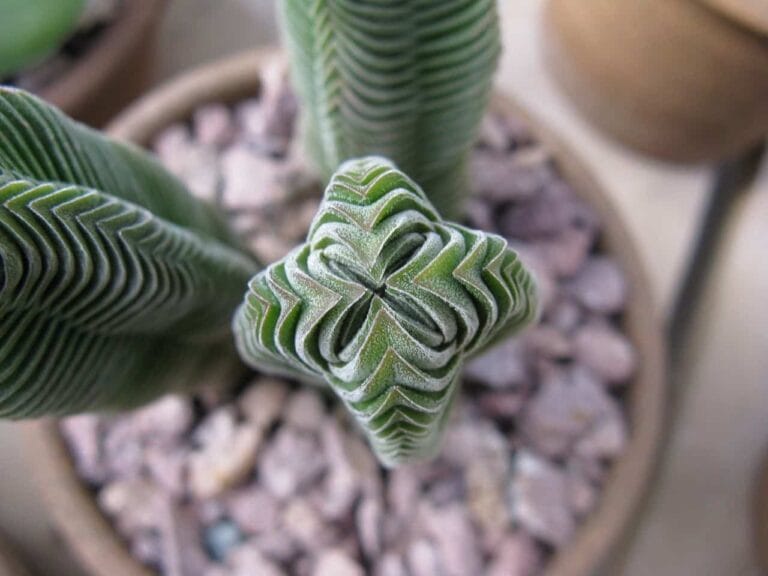 La Crassula Templo de Buda o Kimnachii, una original planta perenne