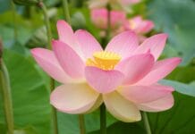 Cuál es el significado de la flor de loto y cómo cuidarla Significado y cuidados de la Flor de loto