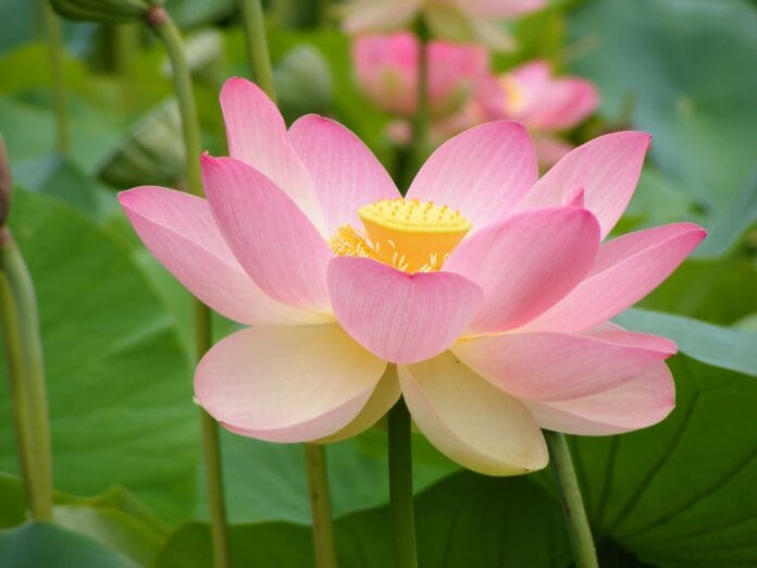 Significado y cuidados de la Flor de loto