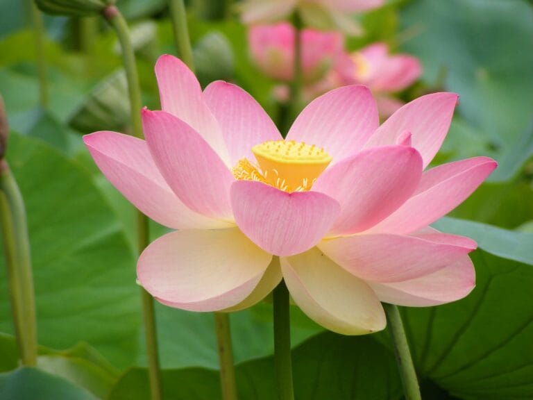 Cuál es el significado de la flor de loto y cómo cuidarla Cuál es el significado de la flor de loto y cómo cuidarla