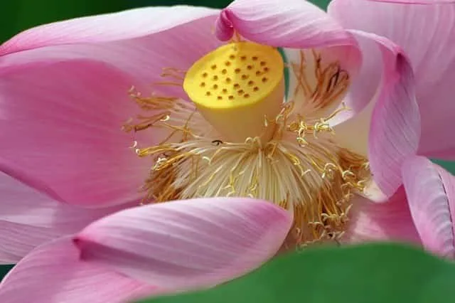 Cuál es el significado de la flor de loto y cómo cuidarla 2 Significado y cuidados de la Flor de loto