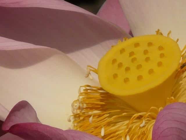 Significado y cuidados de la Flor de loto